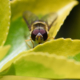syrphid_fly
