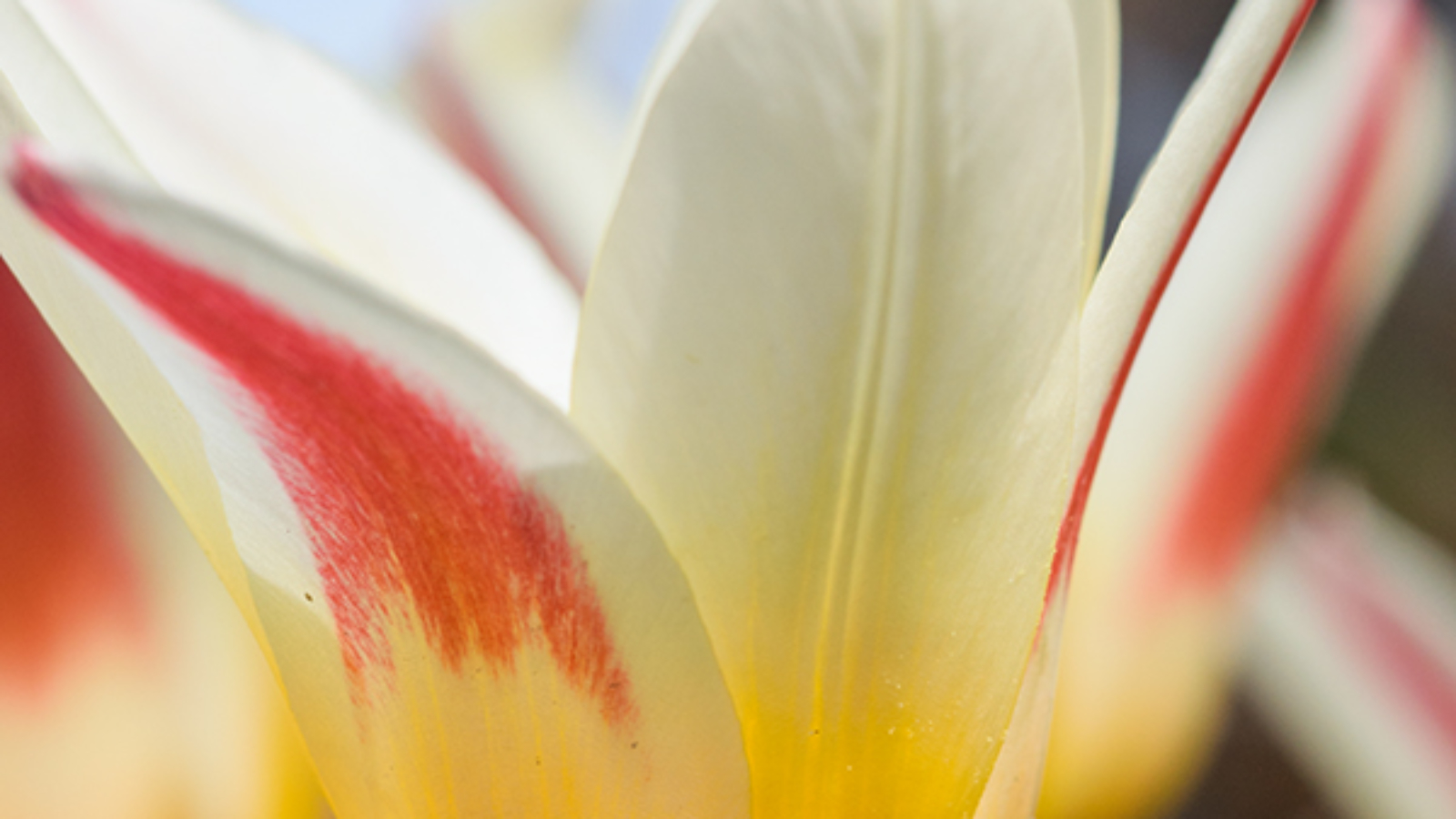 spring_and_tulips_ii