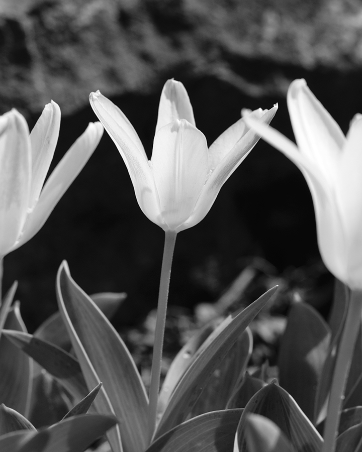 spring_and_tulips_iii