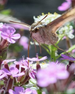 hummingbird_moth