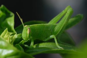 green_grasshopper