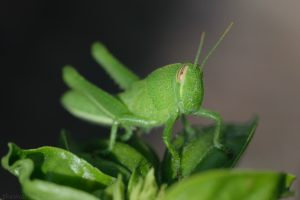 green_grasshopper