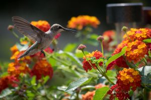 hummingbird_feeding_from_lantana_camara