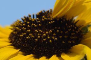 mutated_sunflower