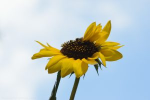 mutated_sunflower