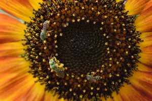 bees_on_sunflower