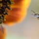 bees_on_sunflower