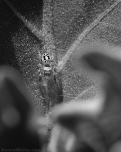 jumping spider in black and white