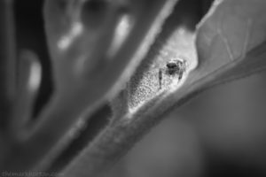 jumping spider in black and white