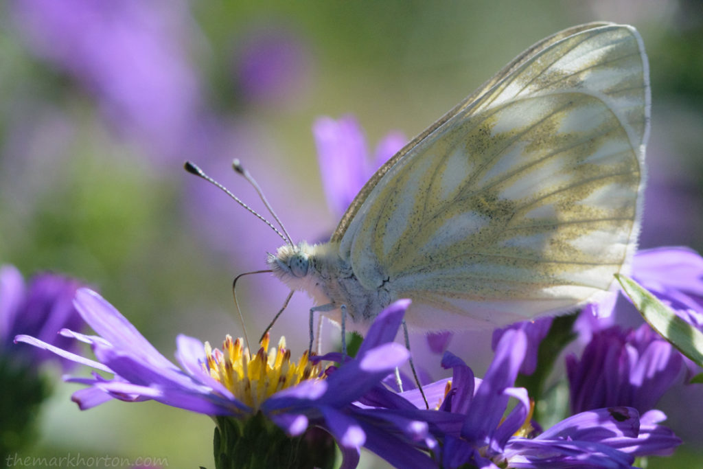 butterfly on aster