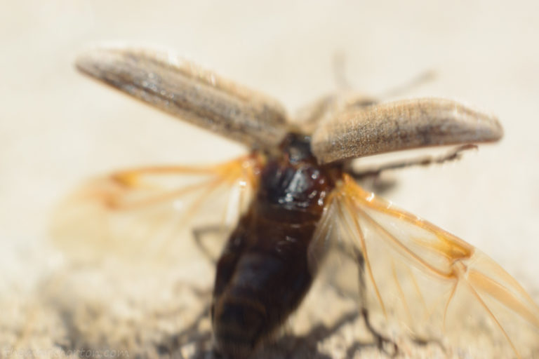 Bugs on the Concrete MARK HORTON