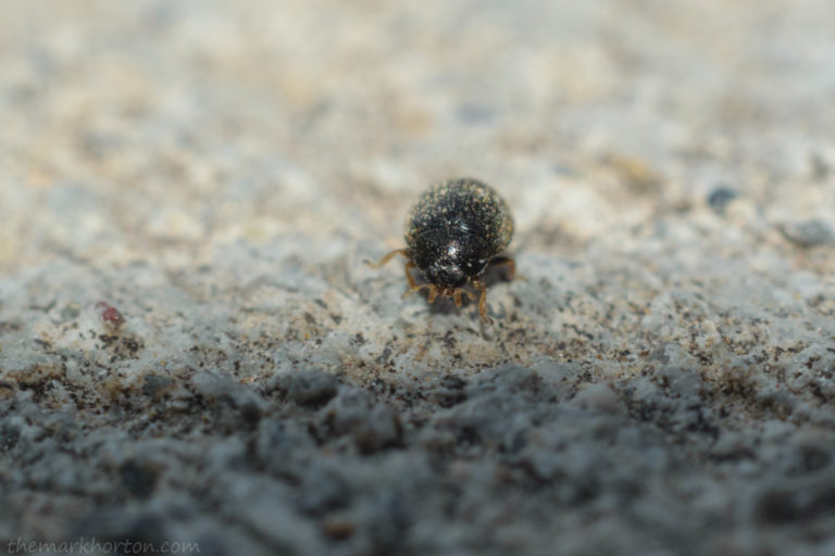 Bugs on the Concrete MARK HORTON