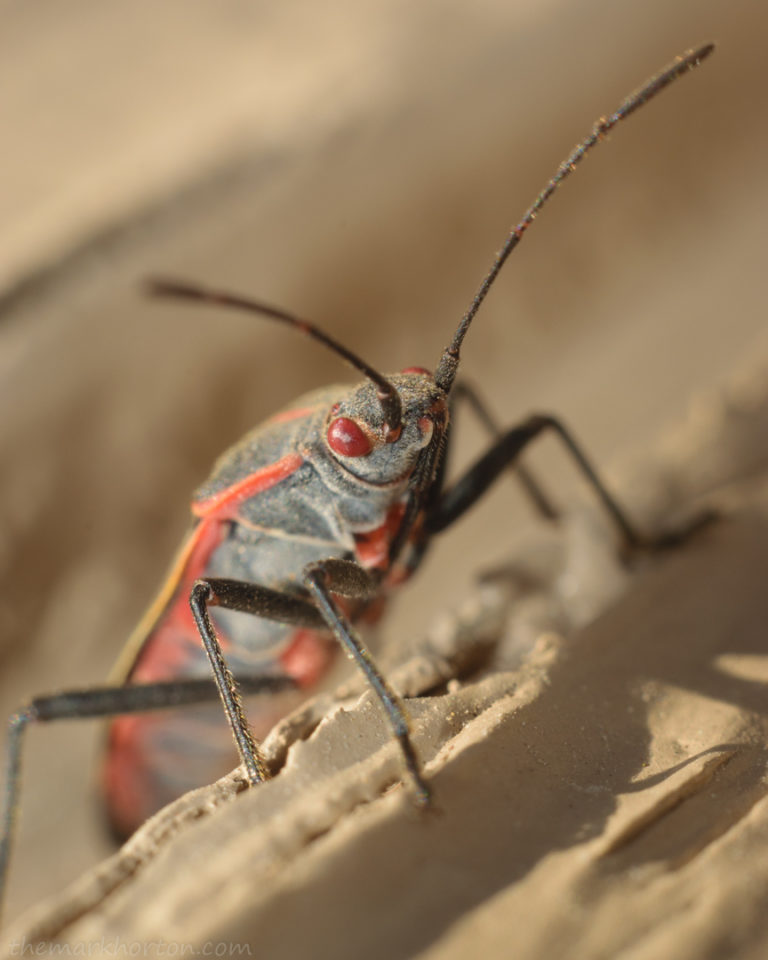 Bugs on the Concrete MARK HORTON