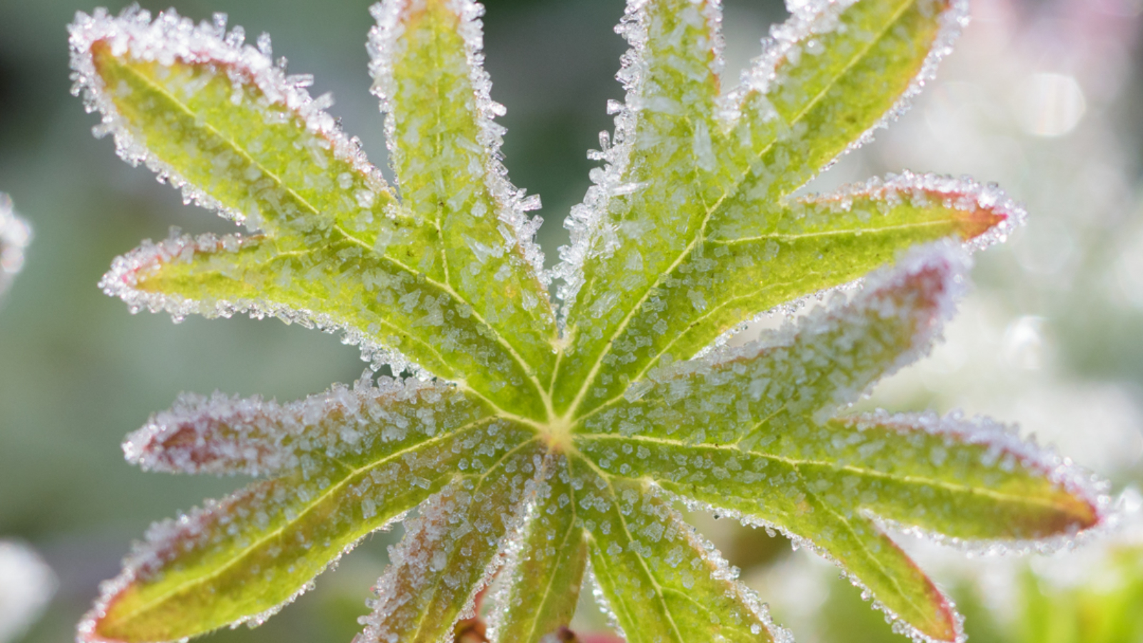 geranium leaf with frost