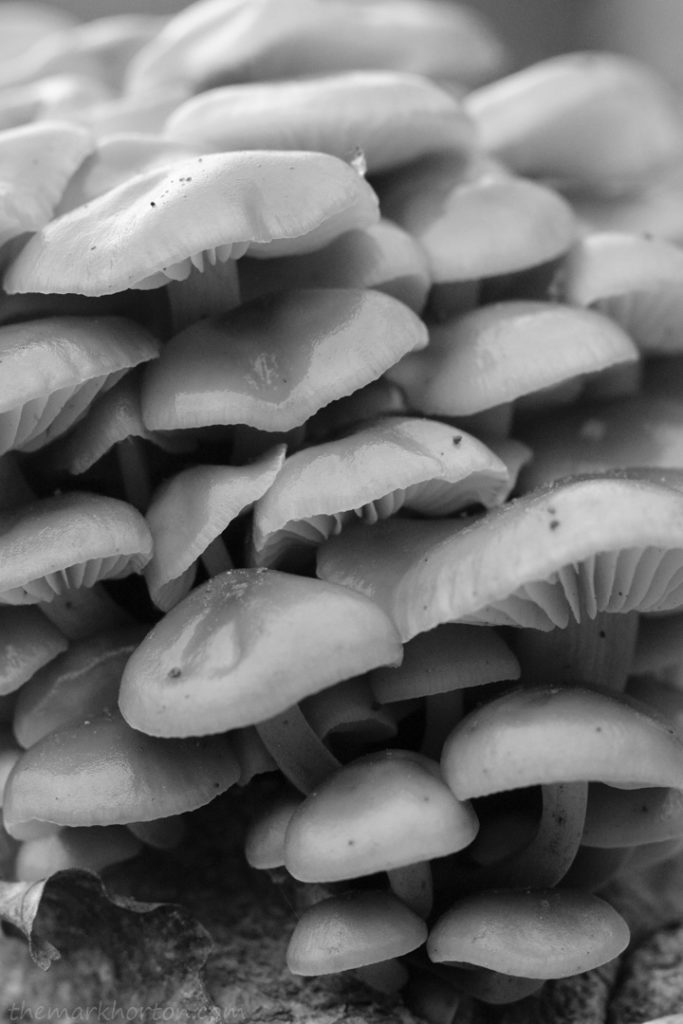 mushrooms black and white