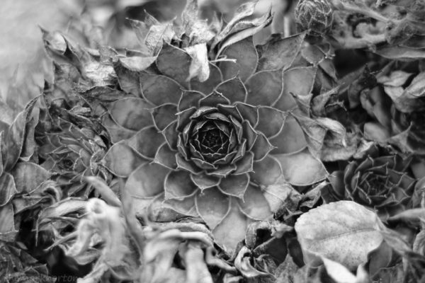 hen and chicks