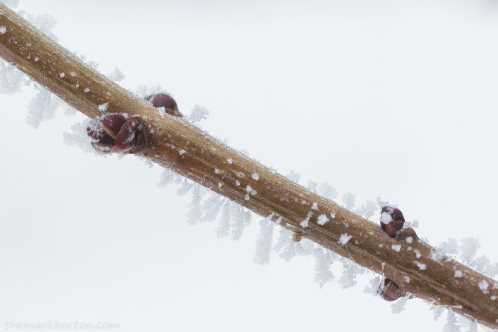 frosty lilac branch