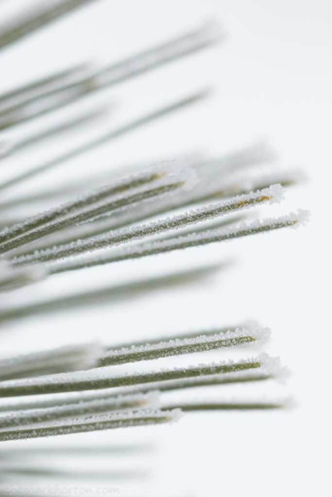 frosty pine needles