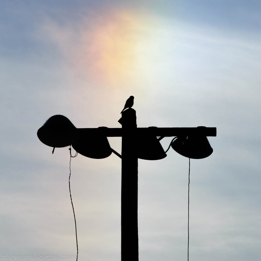 kestrel rainbow silhouette