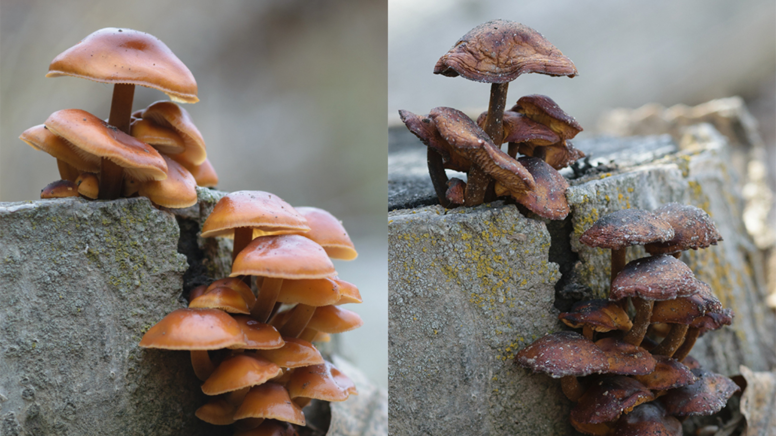 Mushrooms Revisited