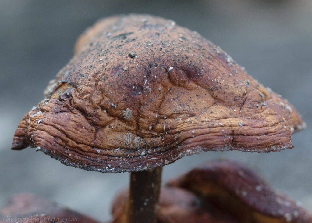 decaying mushrooms