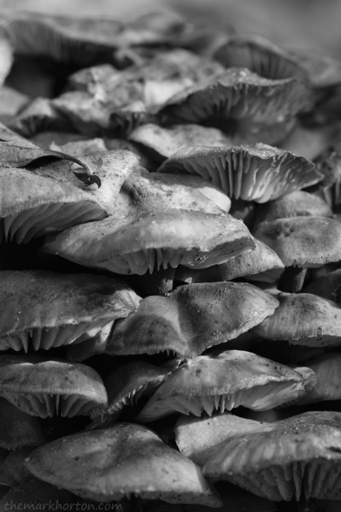 decaying mushrooms