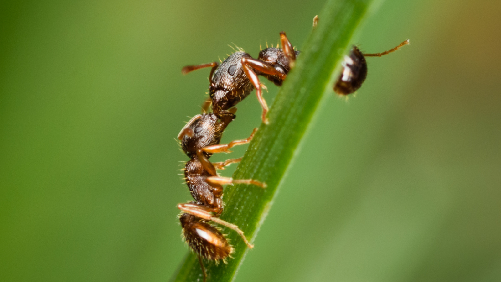 ants kissing