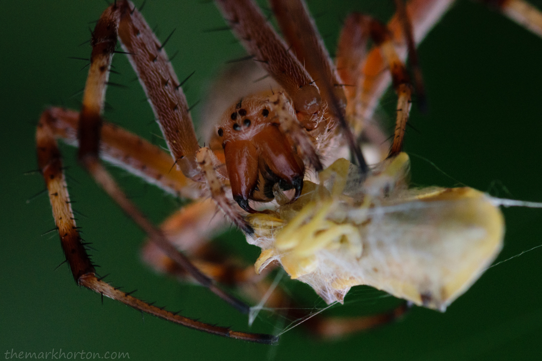 western spotted orb weaver with ambush bug