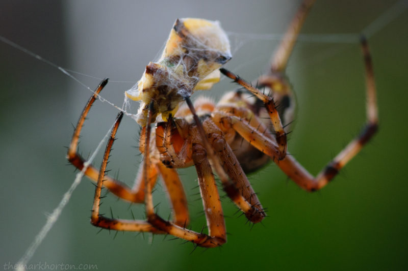 western spotted orb weaver with ambush bug