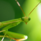 green praying mantis macro