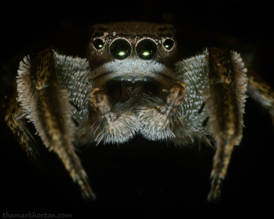 Spider GIFs MARK HORTON