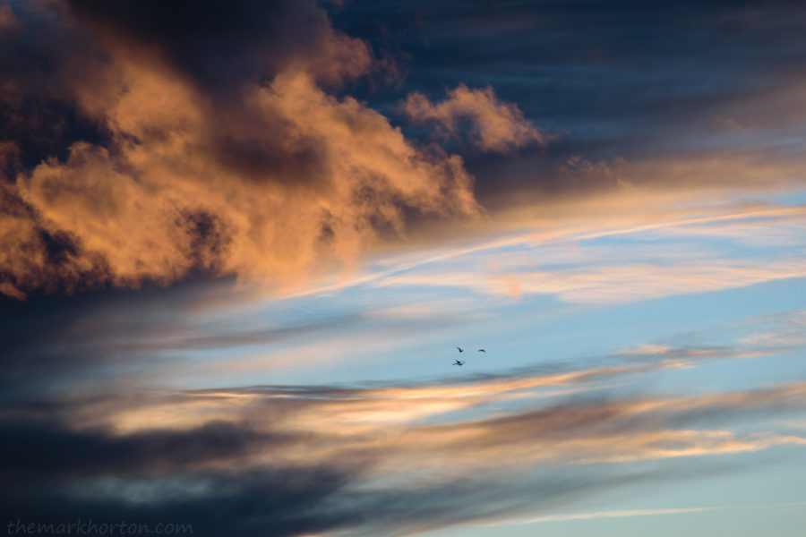 geese flying in front of clouds at sunset