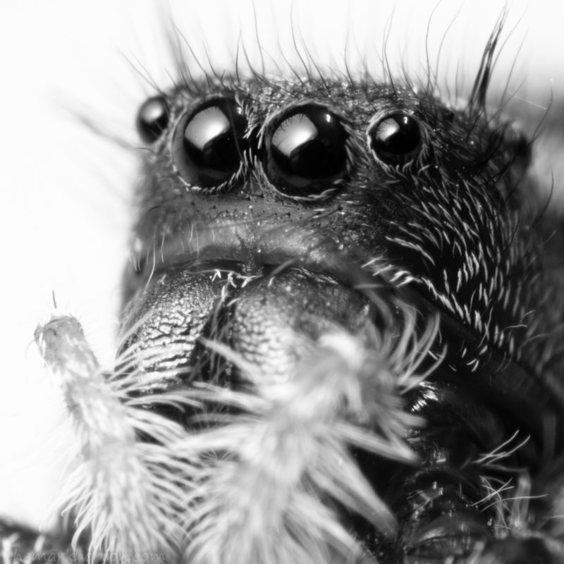 phidippus audax jumping spider black and white