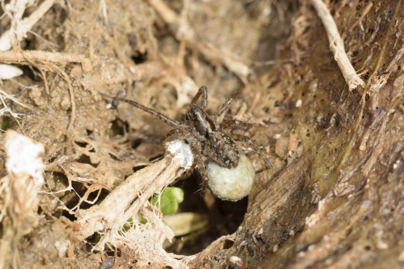 wolf spider with egg sac