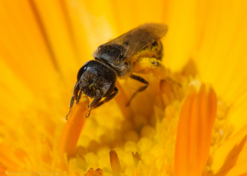 sweat bee on marigold