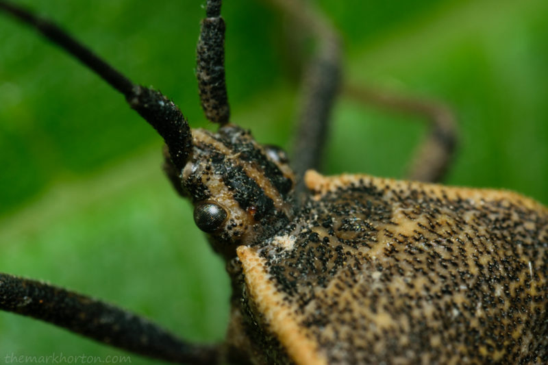 mature squash bug