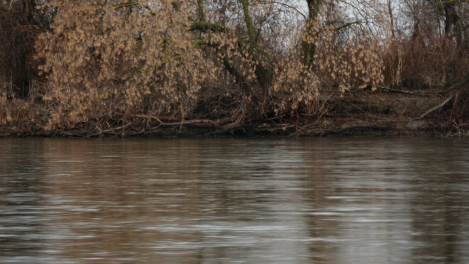Tree in the Rain by the River