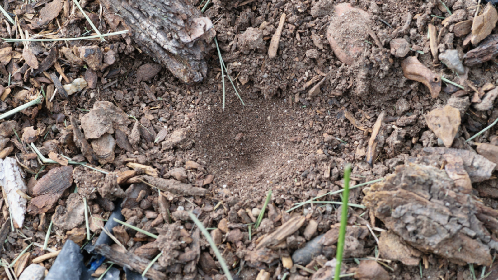 2019_04_13 Antlion