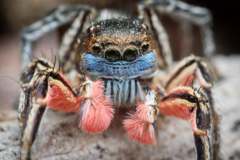 Habronattus americanus spider