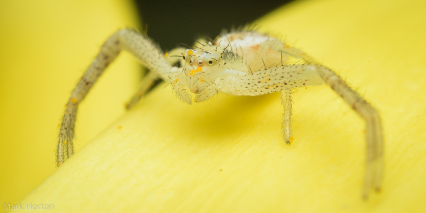 crab spider on osteospermum