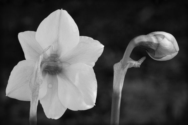 daffodil flowers