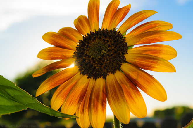 sunflower