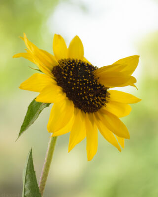 special_sunflower