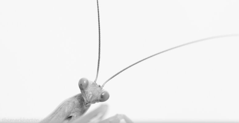 peeking praying mantis