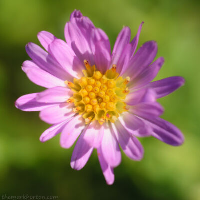 aster