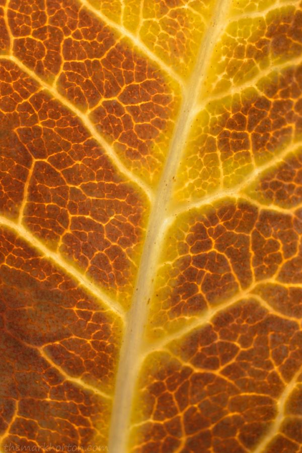 autumn leaf macro