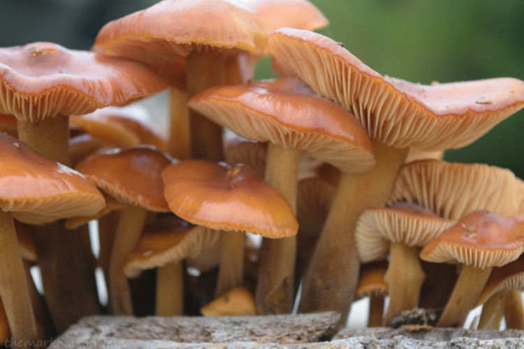 orange mushrooms