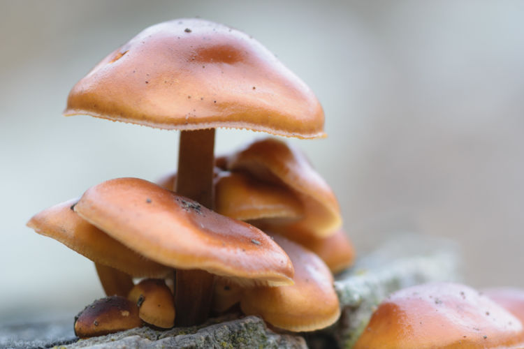 orange mushrooms