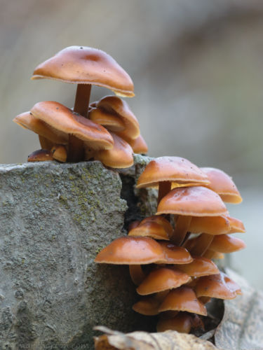 orange mushrooms