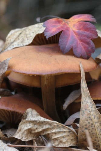 leaves and mushrooms